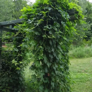 Hops Organic Roots 10pcs - Common Beer Heirloom Plant, Brewing Beer, Climbing Vine