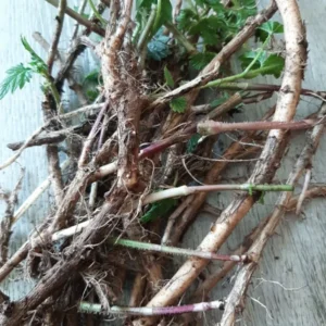 Hops Organic Roots 10pcs - Common Beer Heirloom Plant, Brewing Beer, Climbing Vine