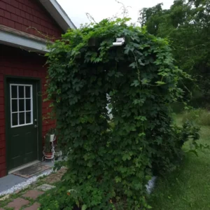 Hops Organic Roots 10pcs - Common Beer Heirloom Plant, Brewing Beer, Climbing Vine