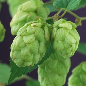 Hops Organic Roots 10pcs - Common Beer Heirloom Plant, Brewing Beer, Climbing Vine