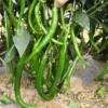 Hot Cayenne Long & Thin Pepper Plants - Set of 2 Chilli Pepper Seedlings 4-6 Inch Tall