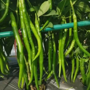 Hot Cayenne Long & Thin Pepper Plants - Set of 2 Chilli Pepper Seedlings 4-6 Inch Tall