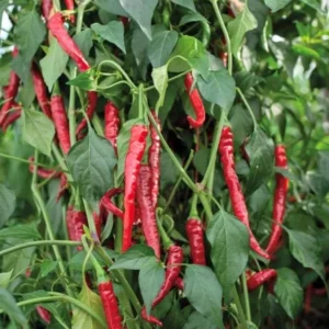 Hot Cayenne Long & Thin Pepper Plants - Set of 2 Chilli Pepper Seedlings 4-6 Inch Tall