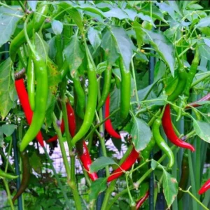 Hot Cayenne Long & Thin Pepper Plants - Set of 2 Chilli Pepper Seedlings 4-6 Inch Tall
