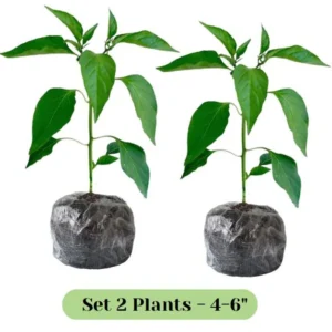 Hot Cayenne Long & Thin Pepper Plants - Set of 2 Chilli Pepper Seedlings 4-6 Inch Tall