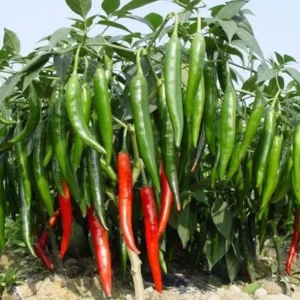 Hot Cayenne Long & Thin Pepper Plants - Set of 2 Chilli Pepper Seedlings 4-6 Inch Tall