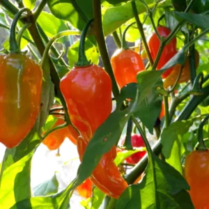 Hot Habanero Pepper Plant 4-inch Pot - Great for Salsas and Sauces