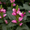 Hot Lips Chelone lyonii Plant - Bicolor Blooms - 2.5 inch Pot