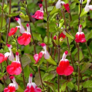Hot Lips Chelone lyonii Plant - Bicolor Blooms - 2.5 inch Pot
