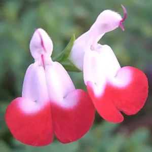 Hot Lips Chelone lyonii Plant - Bicolor Blooms - 2.5 inch Pot