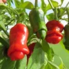 Hot Peter Pepper Plant - 4 inch Pot - Red - Spicy Ornamental Pepper