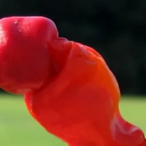 Hot Peter Pepper Plant - 4 inch Pot - Red - Spicy Ornamental Pepper