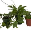 Hoya Assortment - 3 Pack of Wax Plants in 4 inch Pots
