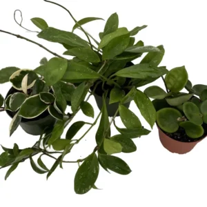 Hoya Assortment - 3 Pack of Wax Plants in 4 inch Pots