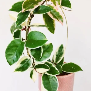 Hoya Carnosa Krimson Queen Variegata Houseplant - 6 Inch Pot - Trailing Vine