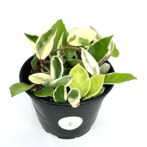 Hoya Carnosa Krimson Queen Variegata Houseplant - 6 Inch Pot - Trailing Vine