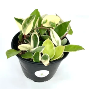 Hoya Carnosa Krimson Queen Variegata Houseplant - 6 Inch Pot - Trailing Vine