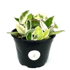 Hoya Carnosa Krimson Queen Variegata Houseplant - 6 Inch Pot - Trailing Vine