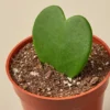 Hoya Kerrii Sweet Heart Houseplant - 2.5" Pot - Indoor Plant