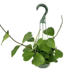 Hoya Kerrii Sweet Heart Houseplant - 2.5" Pot - Indoor Plant