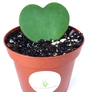 Hoya Kerrii Sweet Heart Houseplant - 2.5