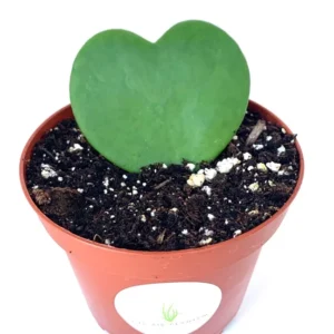 Hoya Kerrii Sweet Heart Houseplant - 2.5