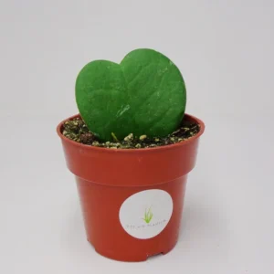 Hoya Kerrii Sweet Heart Houseplant - 2.5