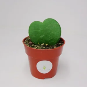 Hoya Kerrii Sweet Heart Houseplant - 2.5