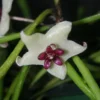 Hoya retusa Rare Frog Toe Wax Plant - Collector's Series - 2 inch Pot