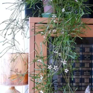 Hoya retusa Rare Frog Toe Wax Plant - Collector's Series - 2 inch Pot