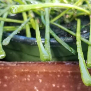 Hoya retusa Rare Frog Toe Wax Plant - Collector's Series - 2 inch Pot