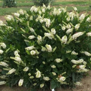 Hummingbird Summersweet Plant - 4 inch Pot - Clethra Alnifolia - Fragrant Blooms