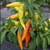 Hungarian Hot Yellow Wax Pepper Plant 2.5" Pot - Spicy Pickling Pepper Plants