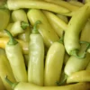 Hungarian Hot Yellow Wax Pepper Plant 4-inch Pot Spicy Vegetable