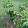 Hungarian Hot Yellow Wax Pepper Plants - Set of 2 Hot Pepper Plants 4-6 Inch Tall