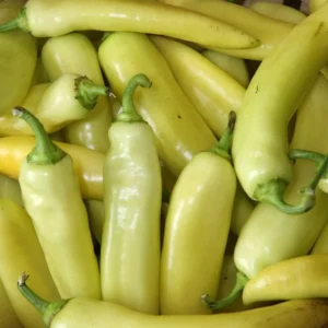 Hungarian Hot Yellow Wax Pepper Plants - Set of 2 Hot Pepper Plants 4-6 Inch Tall
