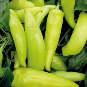 Hungarian Hot Yellow Wax Pepper Plants - Set of 2 Hot Pepper Plants 4-6 Inch Tall