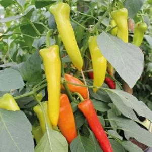 Hungarian Hot Yellow Wax Pepper Plants - Set of 2 Hot Pepper Plants 4-6 Inch Tall