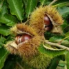 Hybrid Chestnut Tree 3-Pack - 12 to 24in Bare Root - Castanea Dentata Mollissima