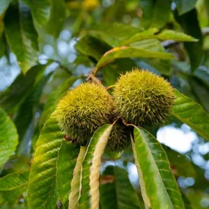 Hybrid Chestnut Tree 3-Pack - 12 to 24in Bare Root - Castanea Dentata Mollissima