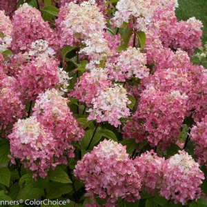 Hydrangea Paniculata Fire Light Plant - 4 inch Pot - Flowering Shrub
