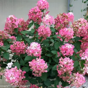 Hydrangea Paniculata Fire Light Plant - 4 inch Pot - Flowering Shrub