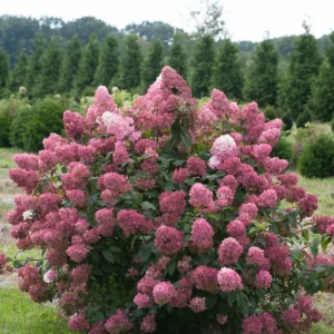 Hydrangea Paniculata Fire Light Plant - 4 inch Pot - Flowering Shrub