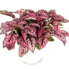 Hypoestes Pink Splash Air Purifying Live Plant Potted Houseplant