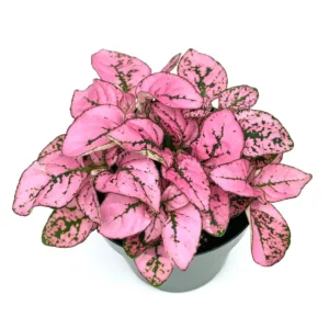 Hypoestes Pink Splash Air Purifying Live Plant Potted Houseplant