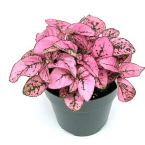 Hypoestes Pink Splash Air Purifying Live Plant Potted Houseplant