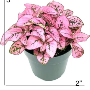 Hypoestes Pink Splash Air Purifying Live Plant Potted Houseplant