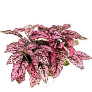 Hypoestes Pink Splash Air Purifying Live Plant Potted Houseplant