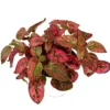 Hypoestes Red Splash Potted Houseplant Air Purifier Indoor Plant - 2.5 Inch Pot