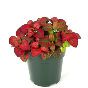 Hypoestes Red Splash Potted Houseplant Air Purifier Indoor Plant - 2.5 Inch Pot